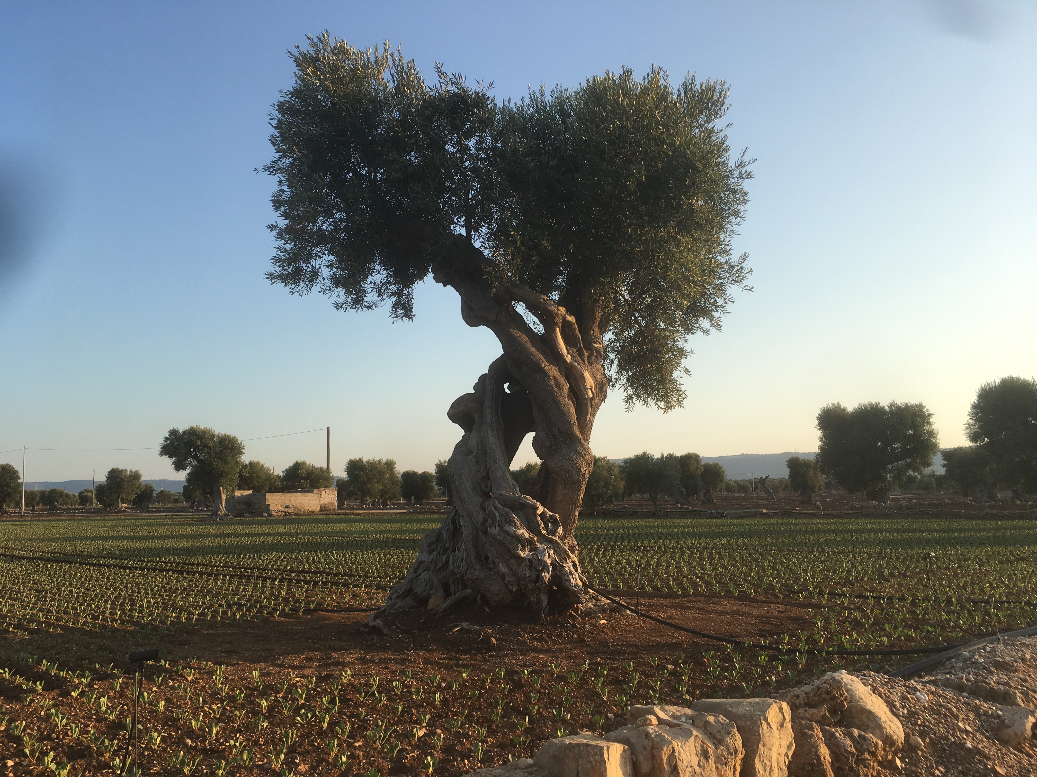 Fasano: the majestic beauty of olive trees | Annalisa Nanna